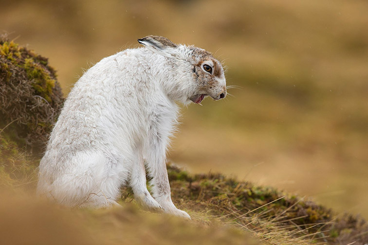 Mountain Hare (Lepus timidus) adult in white winter coat 